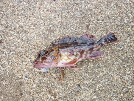 仮屋、サビキ釣り