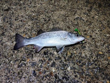 下げ止まり前が時合い。