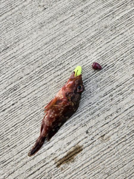 久しぶりの投稿