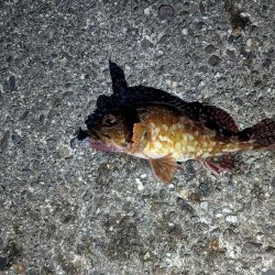 今日はクリアレッド