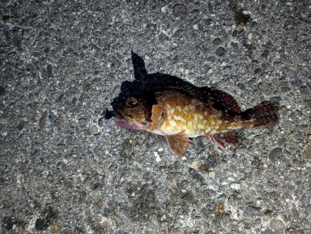 今日はクリアレッド