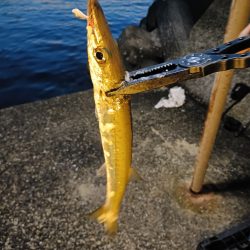 今回も渋い串本釣行