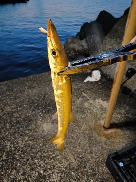 今回も渋い串本釣行