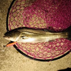 大阪市内シーバス釣行