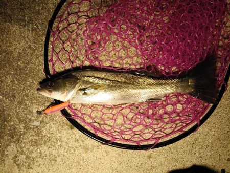 大阪市内シーバス釣行