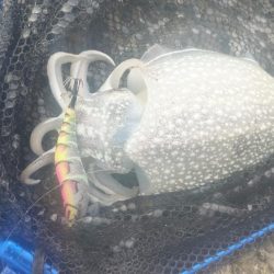 チニング＆エギング