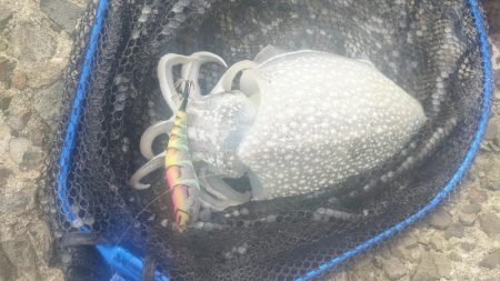 チニング＆エギング