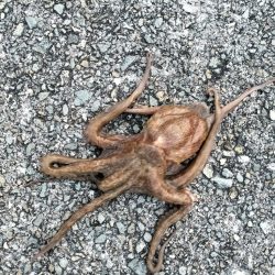 オクトパッシング