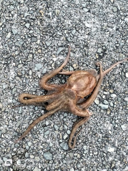 オクトパッシング