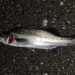 シーバスフィッシング