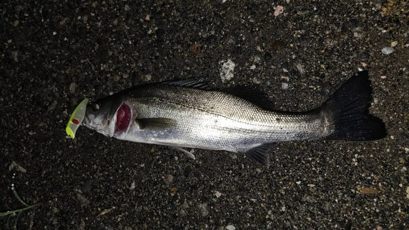 シーバスフィッシング