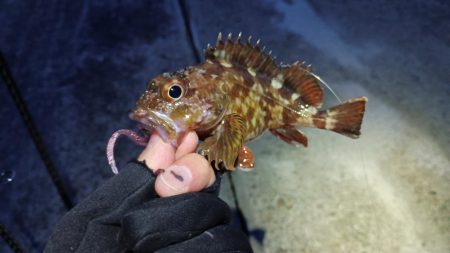 アジングでハネ