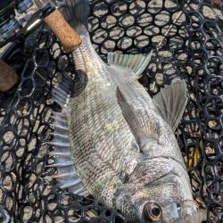 新作ワーム2種でチニング