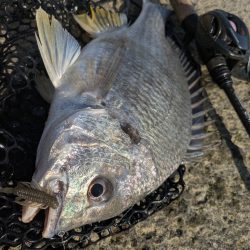 広島チニング Newフックセッティング炸裂!