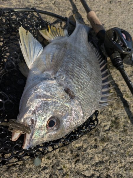 広島チニング Newフックセッティング炸裂…