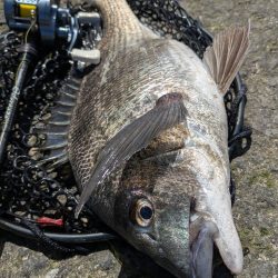 広島チニング！神フックセッティングでツツ抜け！