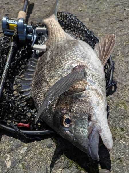 広島チニング！神フックセッティングでツツ抜け！