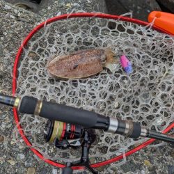 人混み様々キロ紋甲