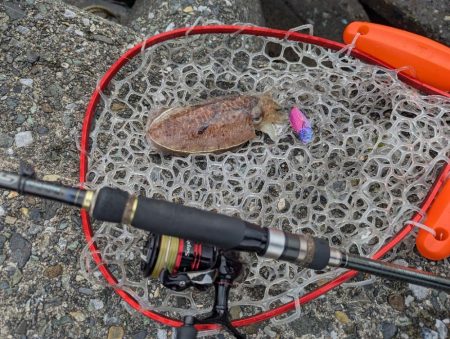 人混み様々キロ紋甲