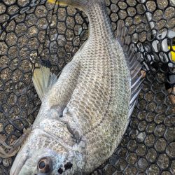 久し振りの広島市内チニング！