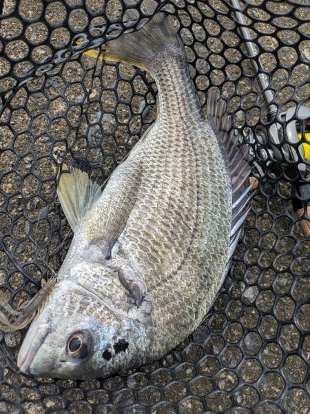 久し振りの広島市内チニング！