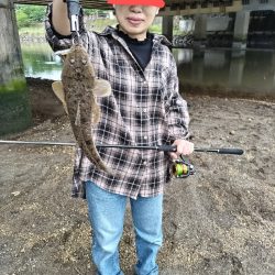 雨後にセイゴとマゴチ釣れました!