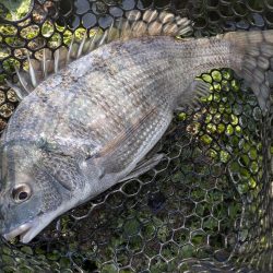 広島チニング超ランガンでツツツ抜け達成!