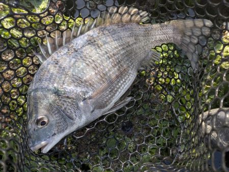 広島チニング超ランガンでツツツ抜け達成!