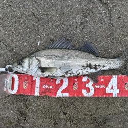 ヒラセイゴ爆釣！