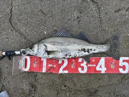 ヒラセイゴ爆釣！