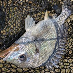 太田川放水路で1日チニング！