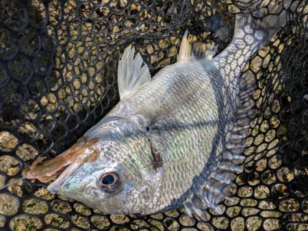 太田川放水路で1日チニング！