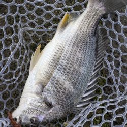 広島市内ランガンチニング