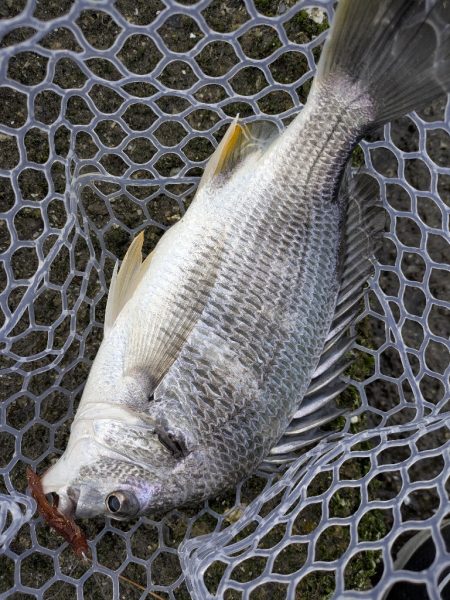 広島市内ランガンチニング