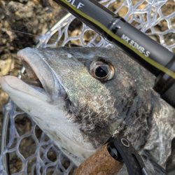 シルバーウルフMX83入魂チニング