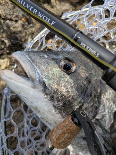 シルバーウルフMX83入魂チニング