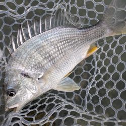 広島雨中チニング！