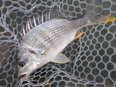 広島雨中チニング！