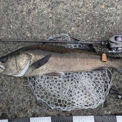 広島チニングでナイスシーバス!