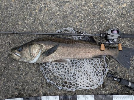 広島チニングでナイスシーバス!