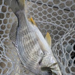 超好調広島チニングで34枚!