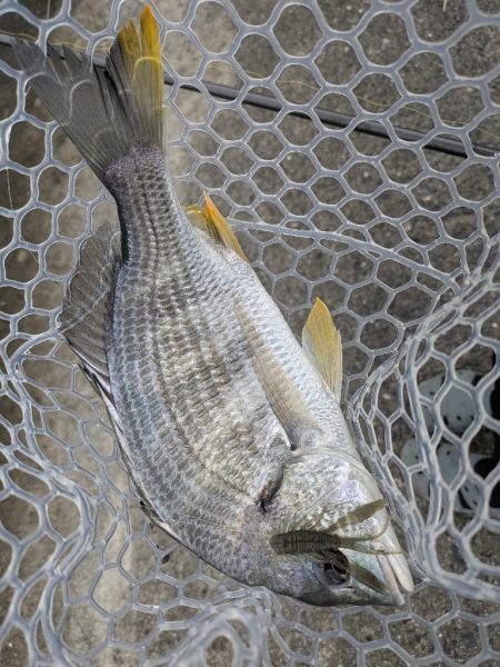 超好調広島チニングで34枚!