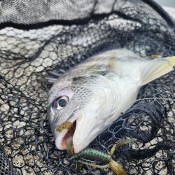 雨の合間チニング