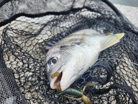 雨の合間チニング