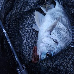 市内河川チニング