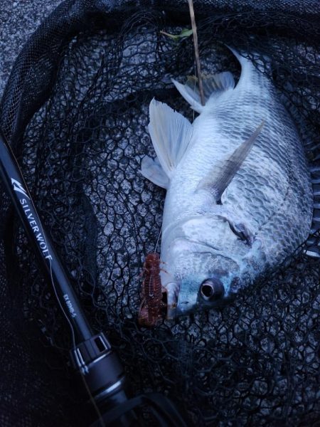 市内河川チニング