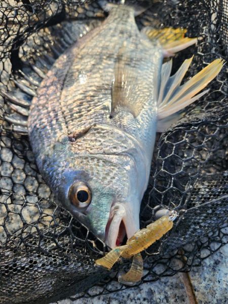 しごおわチニング