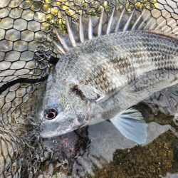 しごおわチニング