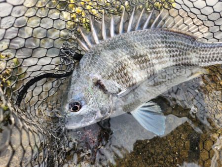 しごおわチニング