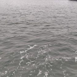 シロギス、シーズン入りました